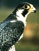 Photo: Peregrine by John Mitchel - Environment Canada.