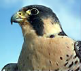 Photo: Peregrine head.