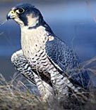 Photo: Peregrine in marsh.