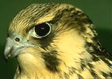 JPG: Head of young peregrine falcon.