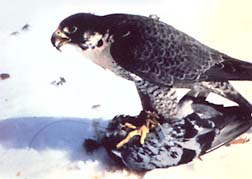 Photo: Peregrine with prey - US FWS.