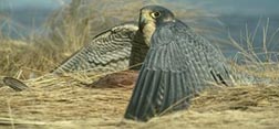 Photo: Peregrine over prey.
