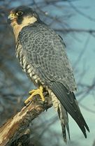 Photo: Peregrine on branch.