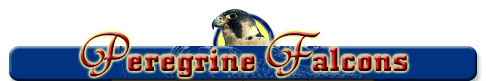 NavHd-Peregrine Falcons